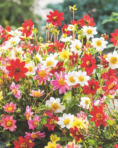 DÁLIA (GEORGÍNA) TOPMIX MIX 10 ks